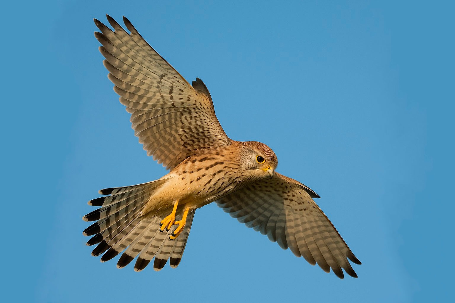 Turmfalke Gesänge und Rufe