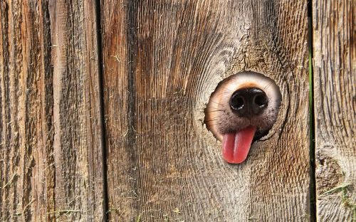 Hund steckt Nase durch Loch in Holzwand