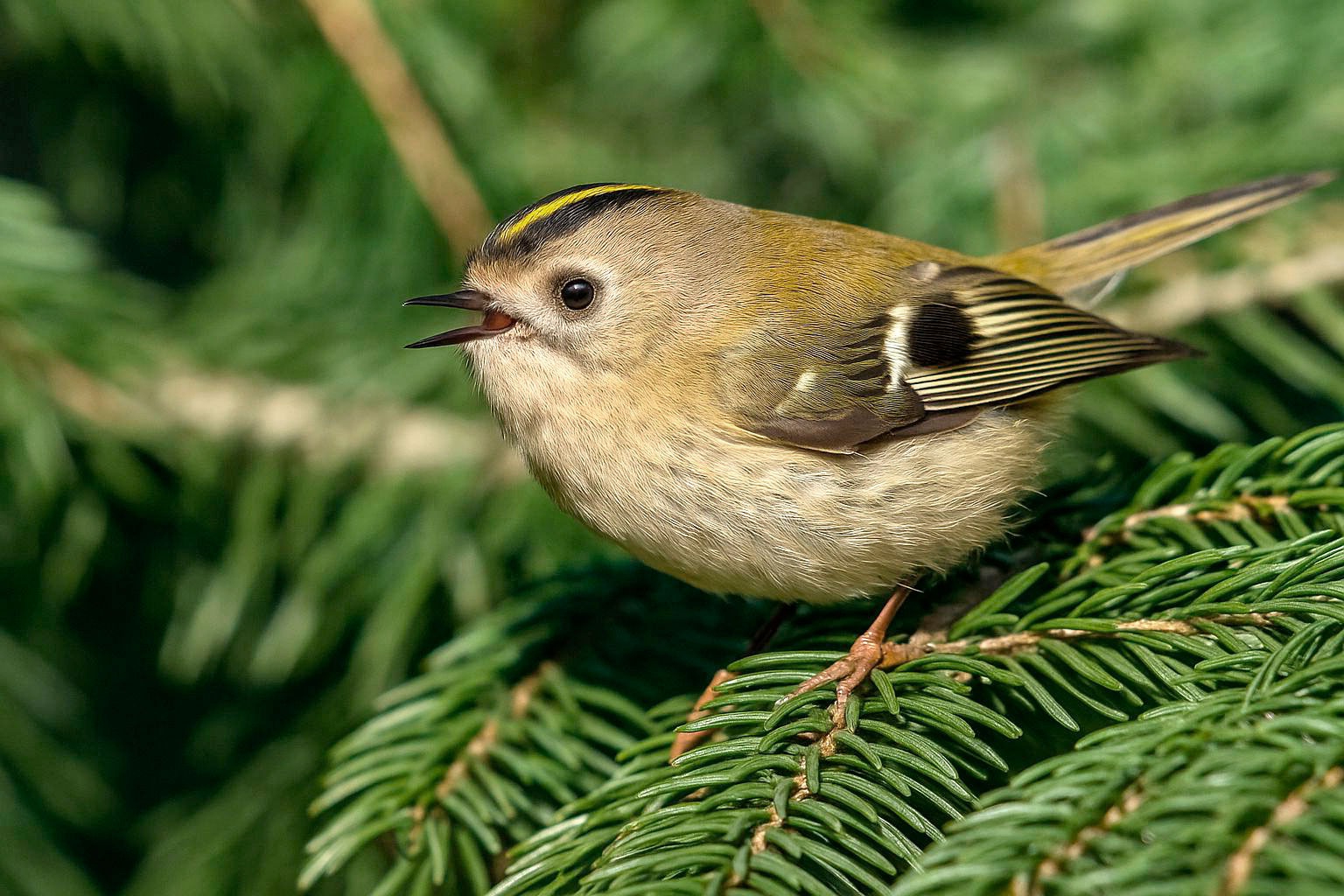 Wintergoldhähnche Gesänge und Rufe