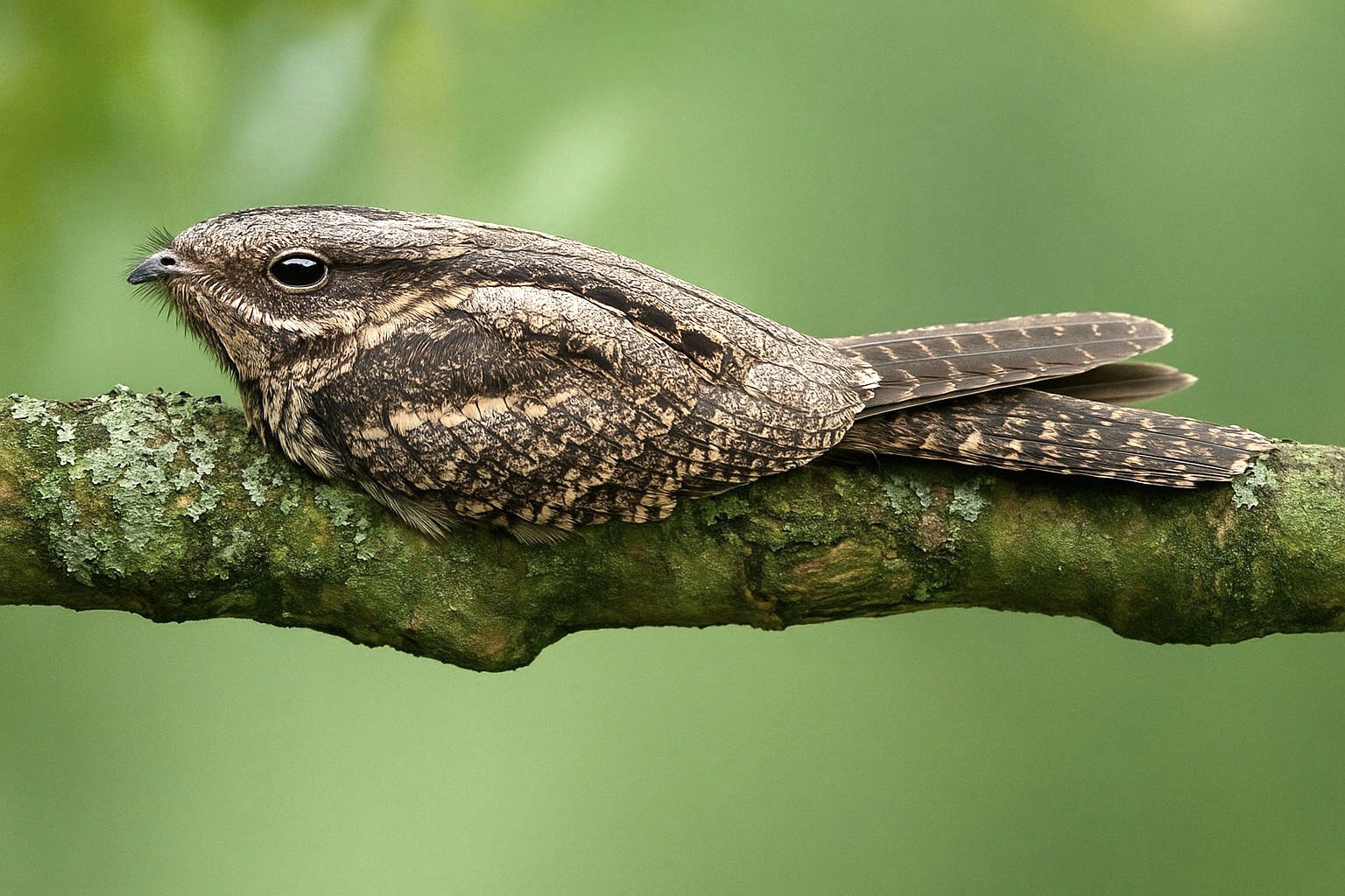 Ziegenmelker Gesänge und Rufe