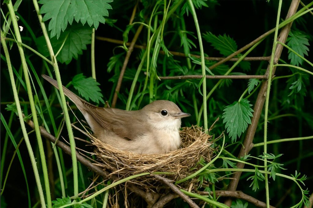 Gartengrasmücke Gesänge und Rufe