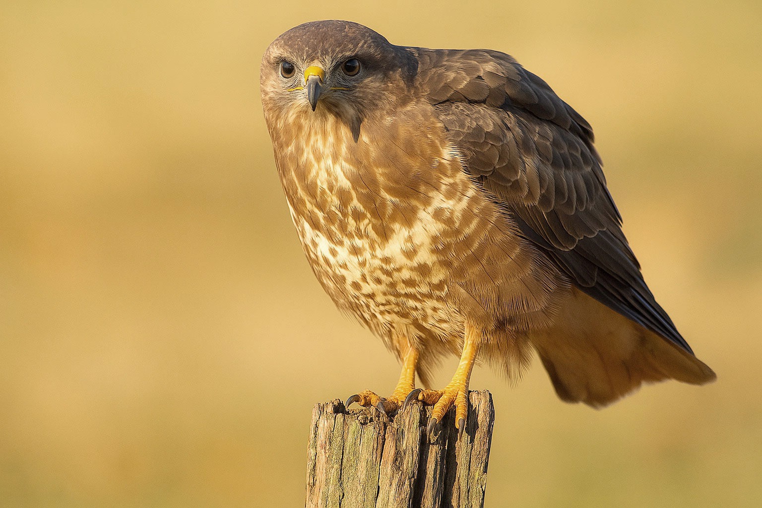 Mäusebussard Gesänge und Rufe